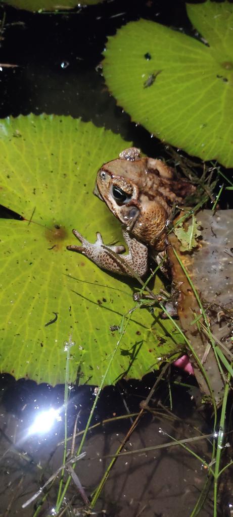 $!Llaman a cuidar sapos, ranas, lagartijas, luciérnagas y libélulas