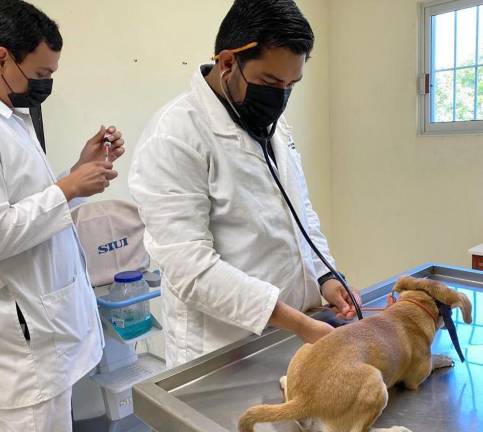 El Hospital Veterinario de Pequeñas Especies ofrece atención para perros y gatos.