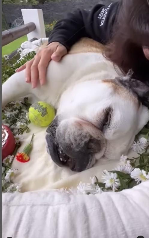 $!Comparte Eugenio Derbez la despedida de Fiona, su perrita que murió a los 11 años