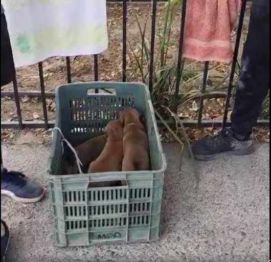 Encerrados en una bolsa, arrojan a perritos en un pozo en Culiacán