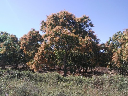 En Rosario, lluvias sólo favorecieron a la ultima variedad de mangos: AARB