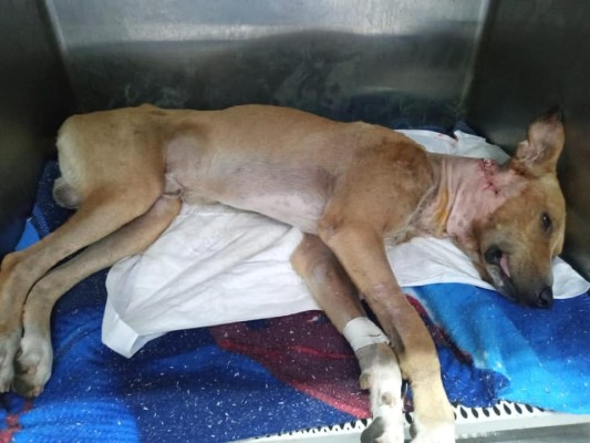 Foto: Fundación Laika