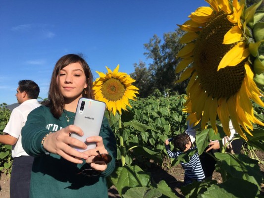 Mocorito inaugura su campo de girasoles