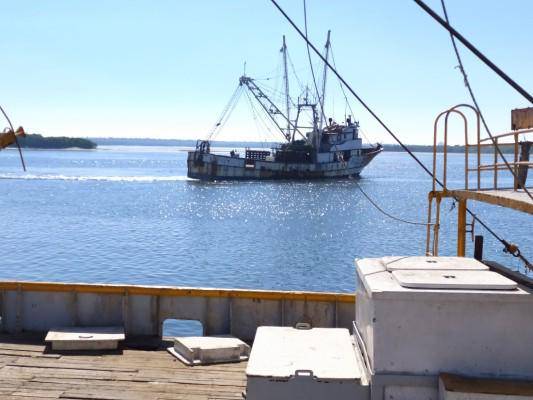 Oceana pide políticas públicas a favor del sector pesquero y la salud de los océanos.