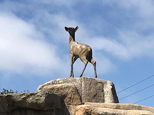 El Venadito original de Mazatlán continúa sin cuernos