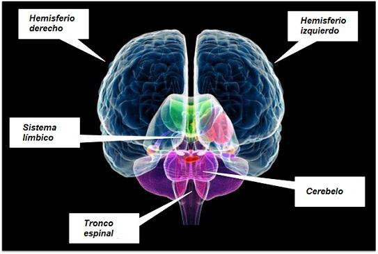 La Neurogénesis: Crear nuevas neuronas