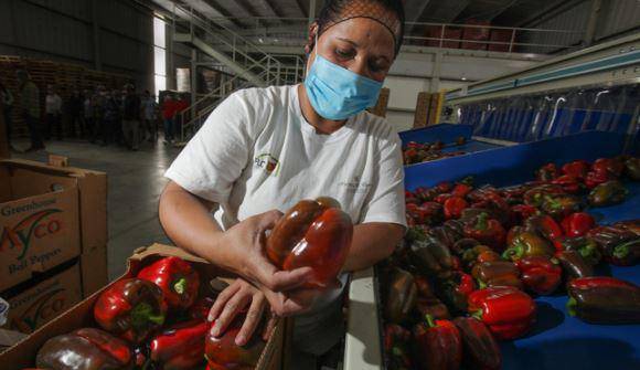 Las exportaciones agroalimentarias de México tuvieron un aumento.