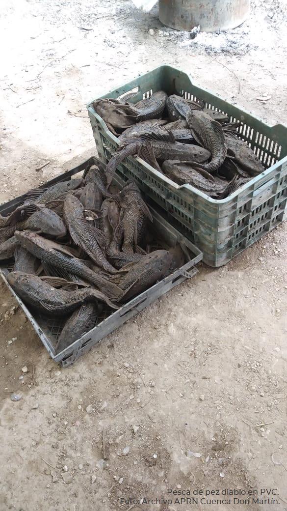 $!Captura del pez diablo (Pterygoplichthys pardalis) en la Presa Venustiano Carranza, en Coahuila.