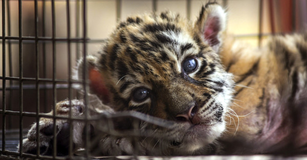 Tras contagio en tigre de NY, Semarnat pide a zoológicos y unidades animales reforzar medidas contra COVID-19