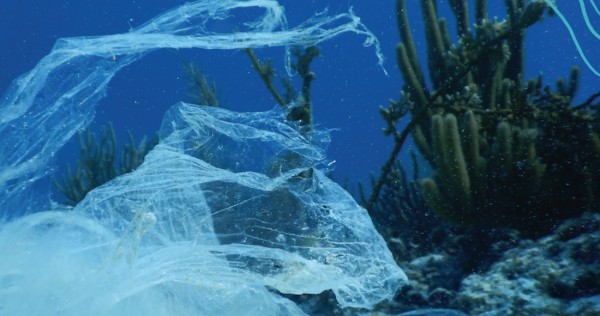 Foto: Greenpeace México.