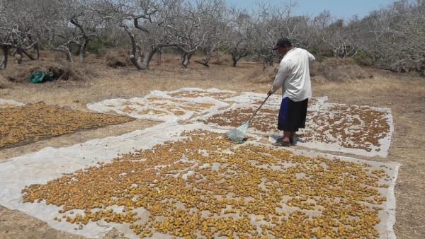 Producción de ciruela seca requiere demasiado esfuerzo y es poco valorado