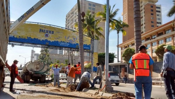 Instalan palmeras en la Zona Dorada