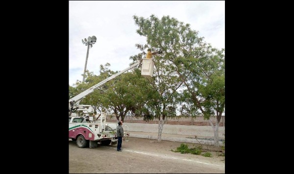 La poda de los árboles en el campo de Segunda Fuerza.
