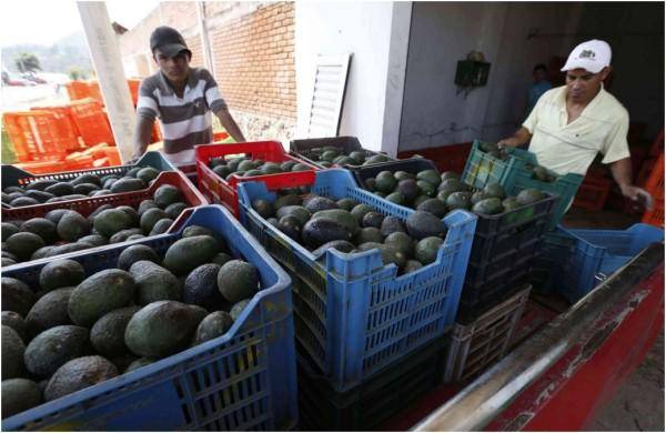 Aguacate.