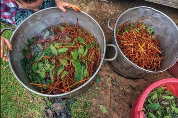 Muchos turistas se aventuran a encontrar rituales ancestrales con la ayahuasca, algunos porque realmente aprecian la historia de la bebida, de los chamanes y de su forma de vivir y realizar sus ceremonias.