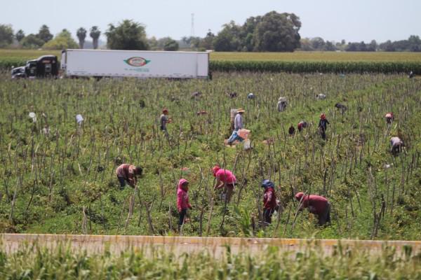 Trabajadores del campo sinaloense siguen padeciendo injusticias, expone Diputado