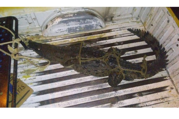 Capturan a otro cocodrilo en Santa Fe, en Mazatlán
