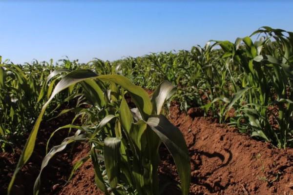 En Sinaloa en 2011 se registró una helada severa durante el mes de enero y febrero en la que las temperaturas llegaron hasta los -10 grados.