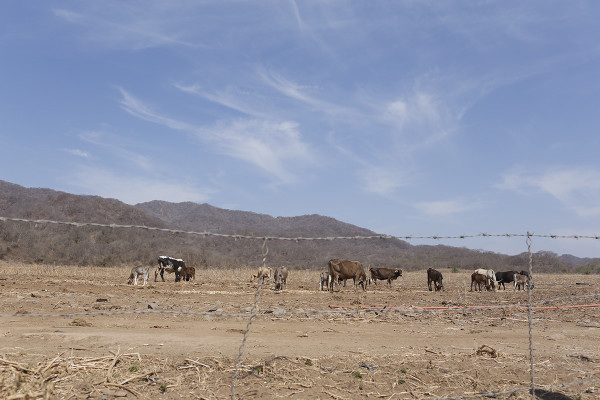Sinaloa, el segundo estado con mayor afectación por sequía en el país