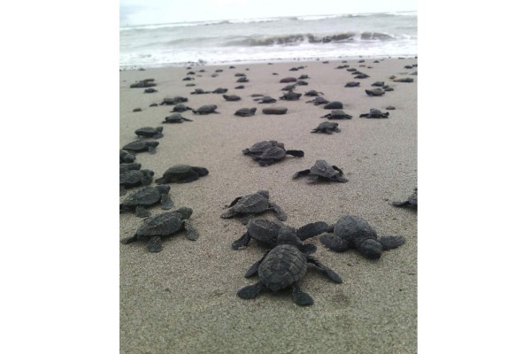 El campameno tortuguero de Playa Ceuta se vería afectado por la ampliación del malecón.