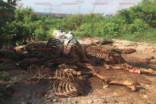 Los tres rastros donde se procesa carne de cerdo y res están ubicados en las zonas de Urías y El Castillo y no contaban con el permiso correspondiente para operar.