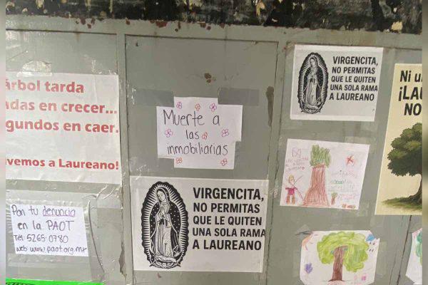 $!Vecinos denuncian intento de tala de un árbol de 100 años en CDMX; alcaldía y Sedema niegan permisos