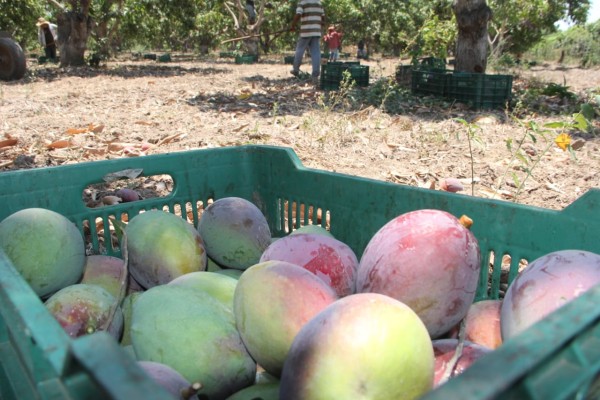 Alcalde de Rosario descarta que cierre de temporada de mango traiga crisis al municipio