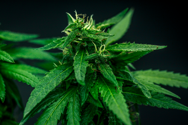Mariguana legal: la industria millonaria que el Gobierno ha incinerado