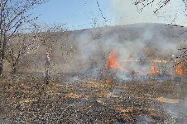 Sinaloa es de los más afectados por cada incendio forestal durante este 2024.