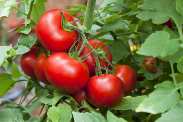 Ante arancel al tomate mexicano, Quirino Ordaz pide actuar con prudencia