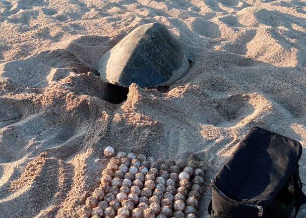 El año pasado en Mazatlán, se recolectaron 85 mil huevos y fueron liberadas cerca de 65 mil crías.