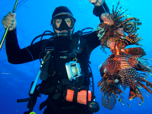 $!Captura de pez león (Pterois volitans).