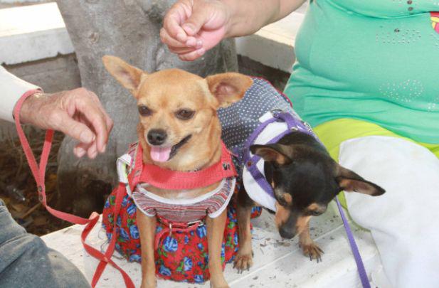 Fundación Laika recomienda resguardar a las mascotas durante detonaciones de pirotecnia