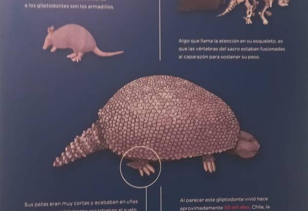 El ejemplar, llamado “Chila”, es un testimonio de la vida prehistórica en México