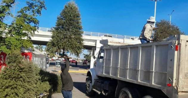 Los árboles de Navidad que se desechan deben tener un trato especial.