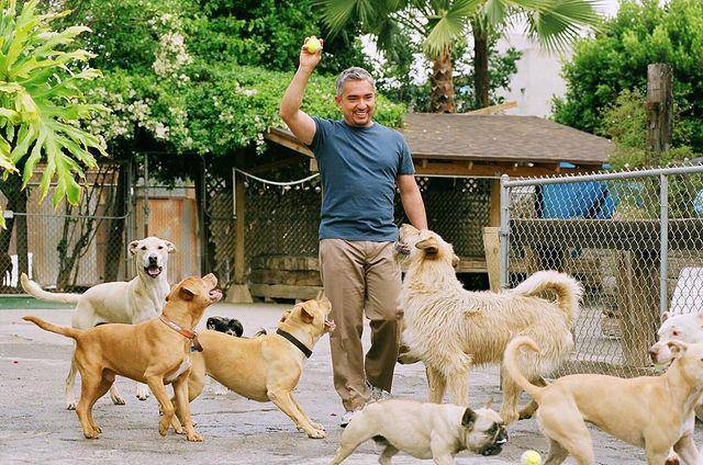 César Millán, el famoso Encantador de Perros, llegará con su historia a Disney.