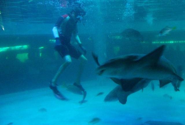 Después de 42 años en el gusto de mazatlecos y turistas, el Acuario de Mazatlán cerrará sus puertas al público pasando el periodo vacacional de las semanas Santa y de Pascua 2023.
