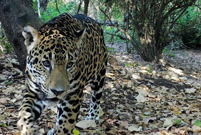 Jaguar captado en la Reserva de la Biosfera Maya, en Guatemala.