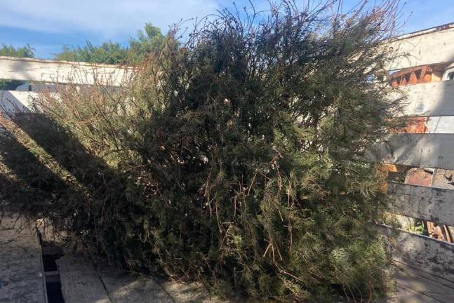 Con los árboles navideños recibidos en el centro de acopio se llevará a cabo composta, de acuerdo a las autoridades.