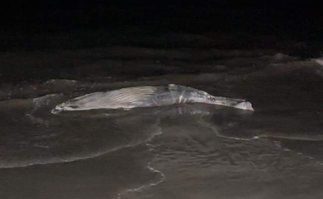 Marejada arroja el cuerpo de una ballena a la arena de Playa Norte, en Mazatlán