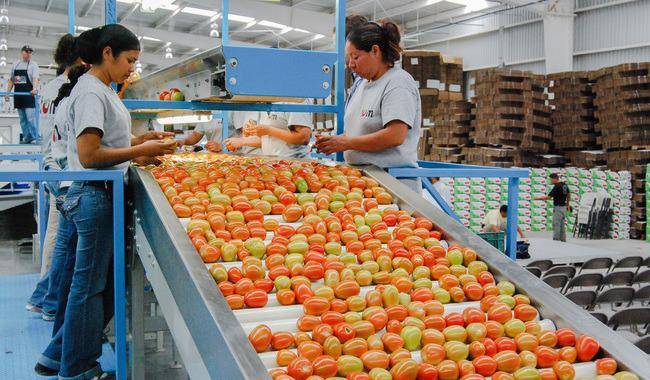 La medida busca proteger la planta productiva nacional, evitar distorsiones en el mercado internacional y garantizar el abasto al consumo interno del tomate.
