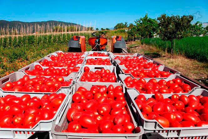 Los aranceles amenazan a las exportaciones de tomate