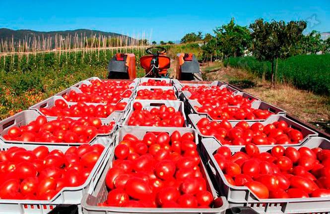 Los productores de Florida llevan décadas presionando para que se impongan más restricciones al tomate mexicano.