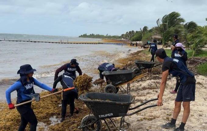 En una semana, elementos de la Marina y voluntarios civiles retiraron más de 453 toneladas de sargazo del litoral de Mahahual, en Quintana Roo.