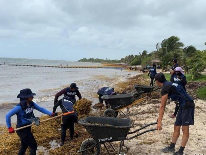 Retiran 453.5 toneladas de sargazo en las costas de Quintana Roo
