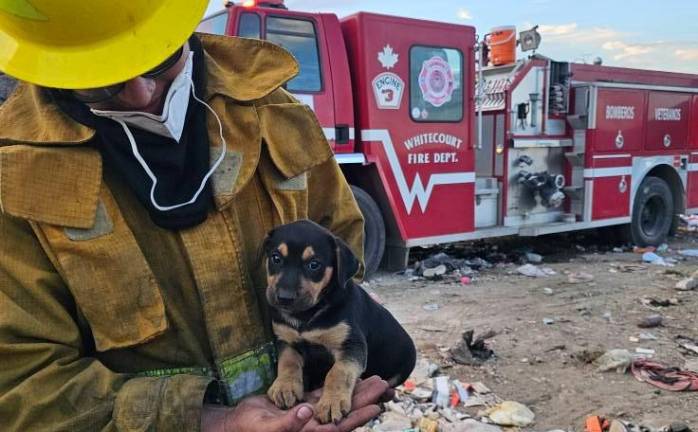 El cachorro de color negro con café se mostró tranquilo al ser cargado por un elemento de Bomberos Veteranos.