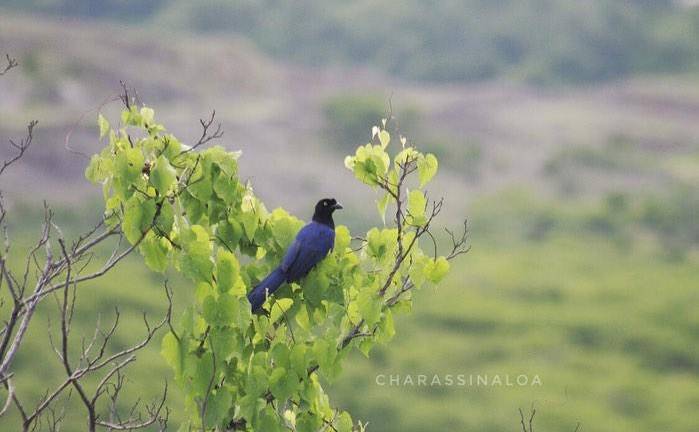 La especie endémica conocida como Chara Sinaloense.