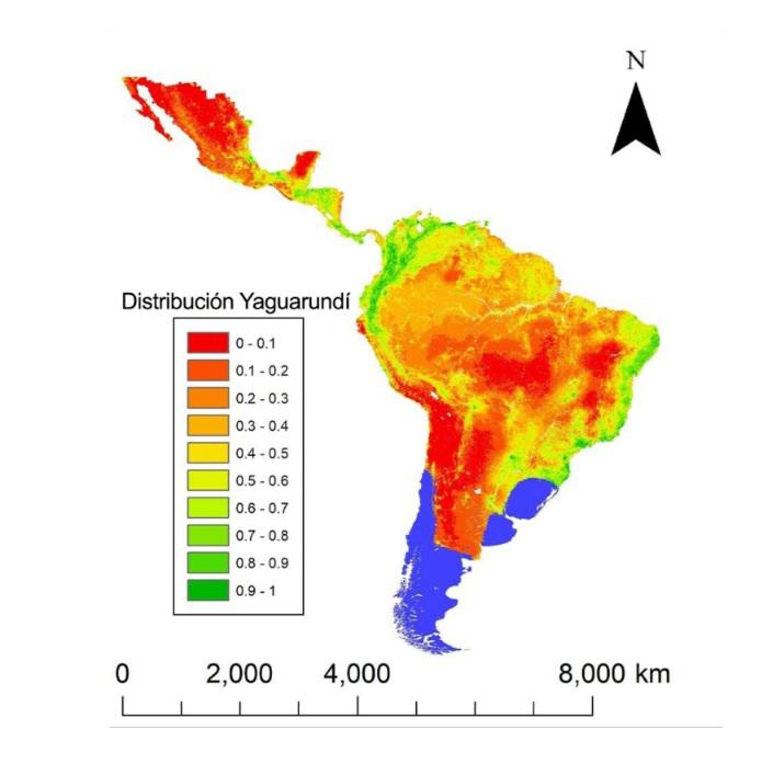 $!Un mapa predictivo que muestra la probable presencia del jaguarundi en su área de distribución, basado en los datos publicados en el nuevo estudio Diversity and Distributions.