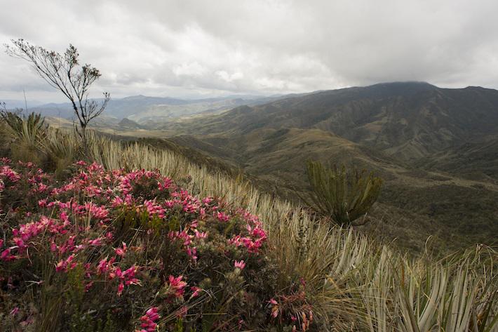 ¿Qué son los corredores biológicos y por qué son clave para salvar la biodiversidad en el mundo?