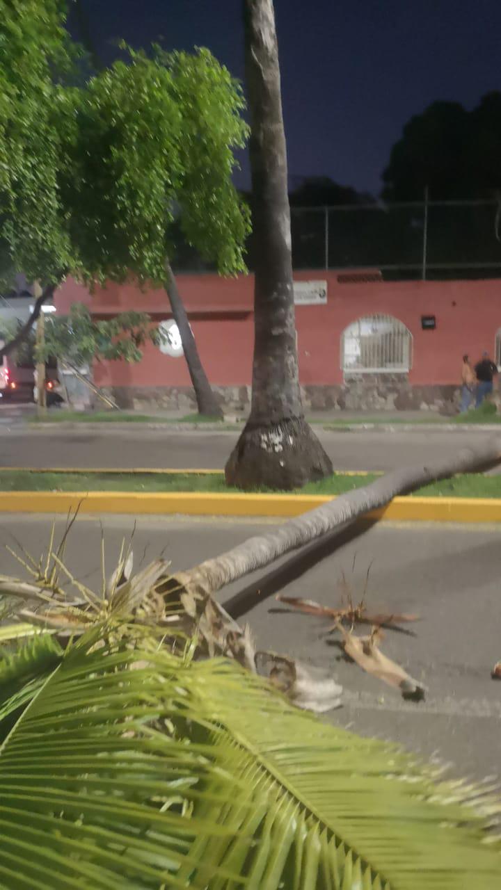 $!Cae palmera en la Avenida Miguel Alemán y bloquea los dos carriles viales